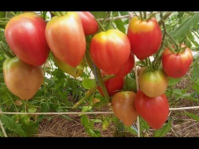 Томат Яйцо Быка с реки Гуадаррама (Huevo Toro Del Rio Guadarrama)