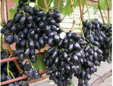 Надежда АЗОС