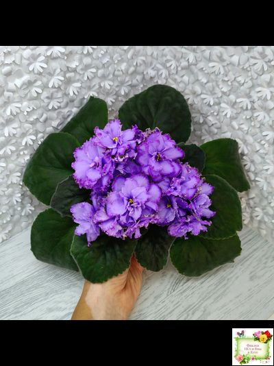 Blue Dragon (LLG/P.Sorano) (9516) 12/17/2005