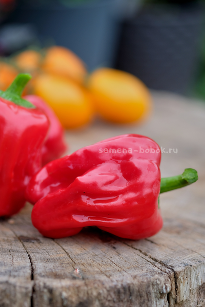 Перец сладкий Griolla De Cocina (Креольская Кухня), 10 шт