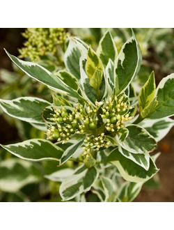 Дерен отпрысковый "Уайт голд", С3 40-60