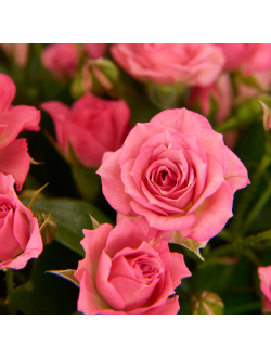 11 розовых кустовых роз