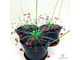 Drosera "Paradoxa"