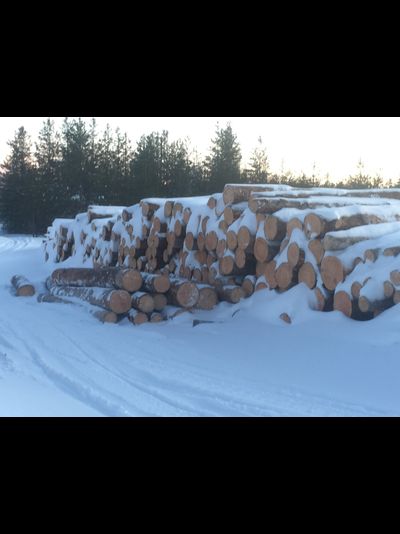 Бревно Кело диаметр 34 см, длина 6 м