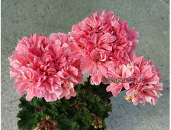 Пеларгония Ирида Рюши