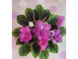 03) РС- Вещунья 21г. (п.мини)