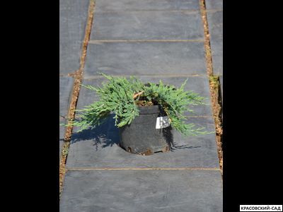 Можжевельник Юкон Белль - Yukon Belle