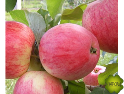 Летние сорта яблонь