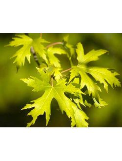 Клён сахарный