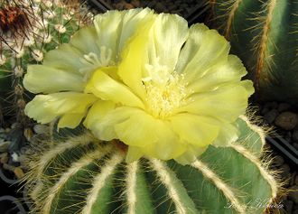 Eriocactus magnificus - 5 семян