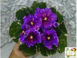 Nik-Сокровище Каравана (Н. Булко) 2022 г.