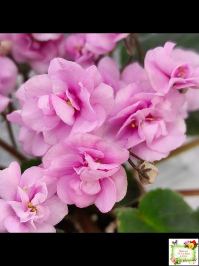 Dresden Doll (P. Harris) (7259) 11/24/1989 трейлер