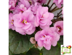 Dresden Doll (P. Harris) (7259) 11/24/1989 трейлер