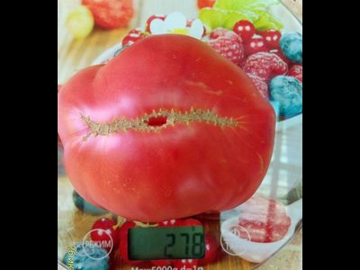 Томат Новое поколение Бурчема (Burcham's New Generation) США