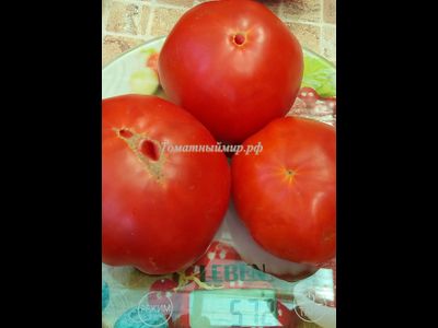 Томат Яблочный большой план (Jabucar Velika Plana, Ябукар велика плана)