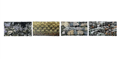 Серия "Цветы без цели"