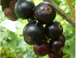 Смородина черная, черенки