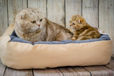 ДИВАН "ЛЮБИМЕЦ" 55х40x14 см