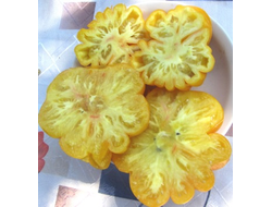 Томат Флорентийская красавица (Florentine Beauty)