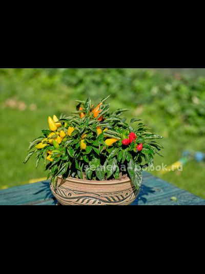 Перец острый Сальса Оранжевая (Salsa Orange), 10 шт