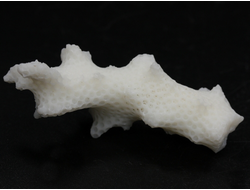 Коралл белый, коллекционный образец, Китай (48*18*18 мм, 7.5 г) №37628