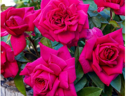 Хот леди ( Hot Lady), Rosen Tantau.