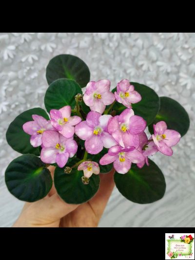 Heinz's Bubbles (H.Dornbusch) (лист посажен 30.01.26)