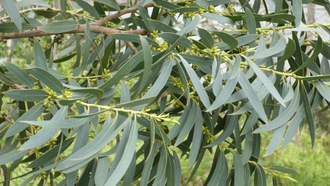 Эвкалипт лучистый (Eucalyptus radiata) 30 мл - 100% натуральное эфирное масло