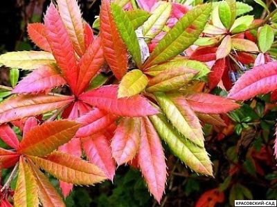 Барбарис Юлиана - julianae