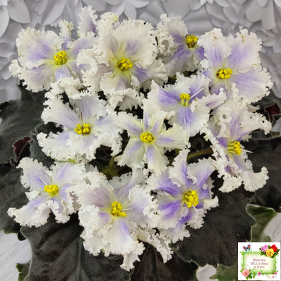 РМ-Золотой Берилл (Н.Скорнякова)