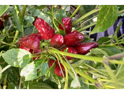 Перец острый Турецкий цветок (Turkish Flower)