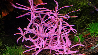 Гигрофила Пинк леди (меристемная) АЗИЯ