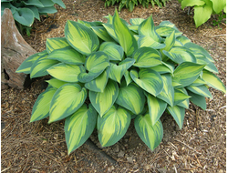 Хоста Alex Summers, C2