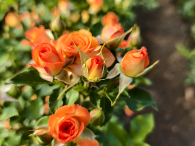 Джем ин Фаст (Gem In Fust)