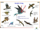 Зоология. Птицы (12 шт), комплект кодотранспарантов (фолий, прозрачных пленок)