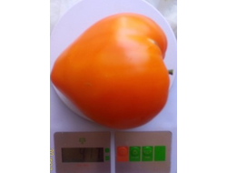 Томат Ночная свеча (Night Candle)