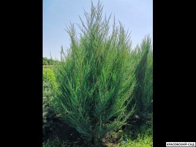 Можжевельник СкайРокет 5 метров