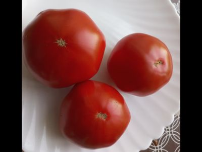 Томат Ти Мо Ор (Tee Mo Or)