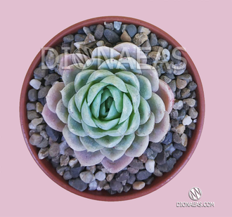 Эхеверия Зоннестраал Розовая - Echeveria Zonnestraal Pink