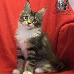 Волгоградский питомник Мейн кунов GangsterCat. Сайт: www.gangstercat.ru Тел: +7 (917) 335-09-66 (WhatsApp, Viber, Telegram), Татьяна.