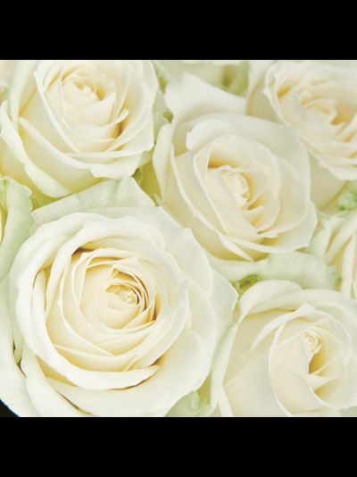 19 белых роз