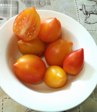 Семена томата Похвала Марины