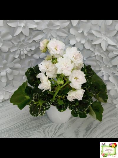 МТ-Кокилье (М. Тотиева) 2023 г.