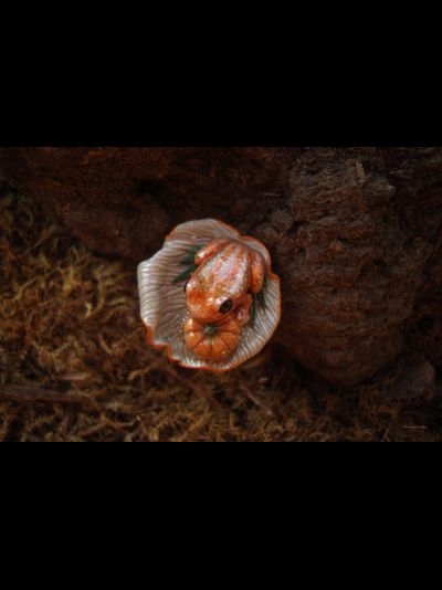 Кольцо с лягушкой "Принцесса Тыковка, наследница Урожайных Полей"