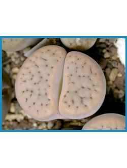 Lithops schwantesii C 191