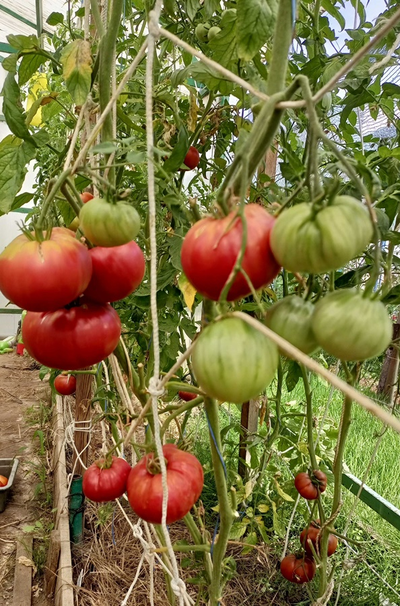 Томат Лидия Боровая