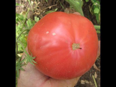 Томат Хелен немецкий (Helen's German)