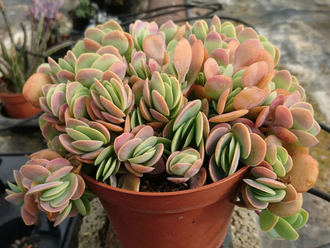 Kalanchoe Rotundifolia - Каланхоэ Круглолистное