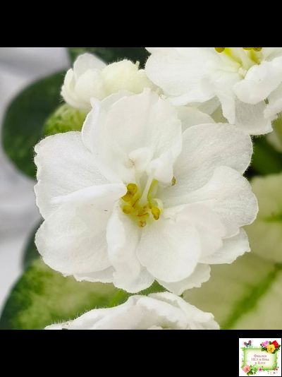 Scales White (Е. и Я. Немчиновы) 2025 г. (детка)