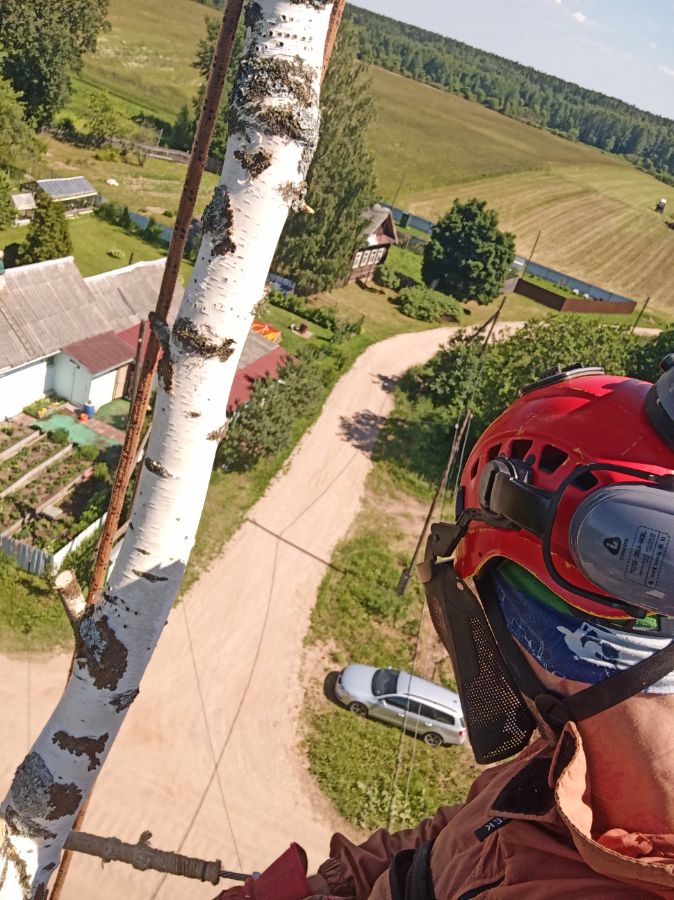 Спил берёзы в Будогощах